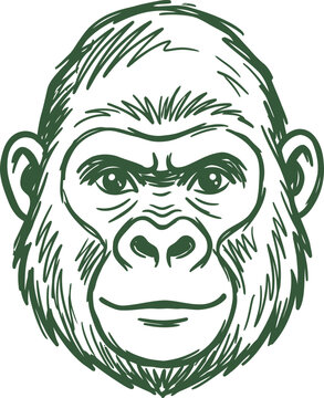Hand-drawn gorilla head vector illustration, vintage sketch of a primate face, green ink style ape mascot for logo design