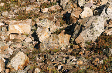 A chipmunk running through the boulder slope near Lake Agnes, Canada © Yutaka S.