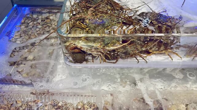 Live Mussels, Clams and Oysters in Chinese Restaurant Fish Tank