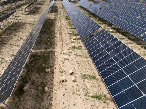 sheep grazing under solar panels in a photovoltaic power station