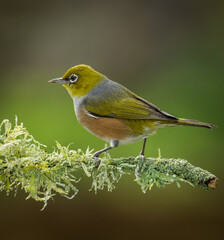 Fototapeta premium Silvereye or wax eye perched on branch isolated against out of focus background