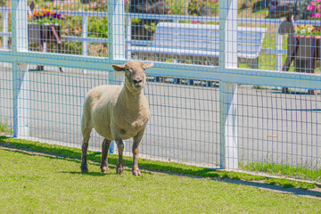 Sheep standing beside a fence on a sunny green pasture © Bambi and Sunny