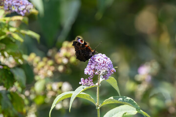 Peacock butterfly on buddleia flowers © fluffandshutter