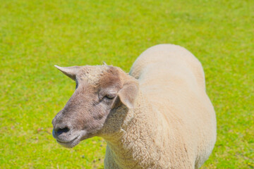 Close portrait of a sheep standing on vivid green grass © Bambi and Sunny