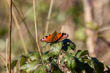 Peacock butterfly basking on leaves © fluffandshutter