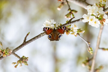 Peacock butterfly on white blossom © fluffandshutter