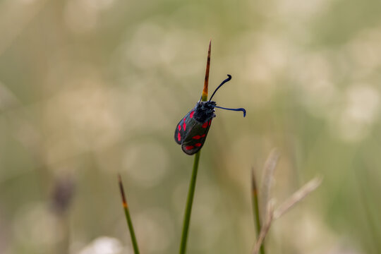 Six-spot burnet moth on a grass stem