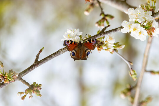 Peacock butterfly on white blossom