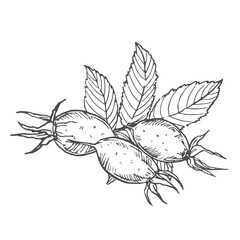 Fototapeta premium Rosehip hand-drawn ink vector illustration. Composition with flowers, berries, leaves, and buds.