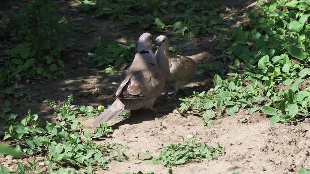 An adult Eurasian collared dove (Streptopelia decaocto) feeding its fledgling on the ground.