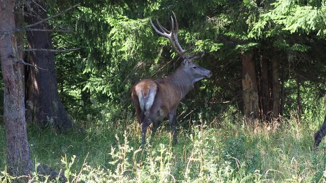 Red deer stag with magnificent antlers in the Carpathian forest, Cervus elaphus