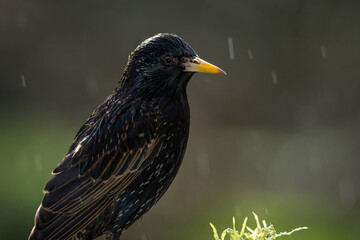 Fototapeta premium closeup of a starling in its winter colors