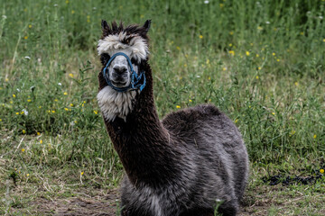 Naklejka premium alpaka tier natur lama