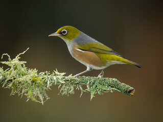 Fototapeta premium Silvereye or wax eye perched on branch isolated against out of focus background