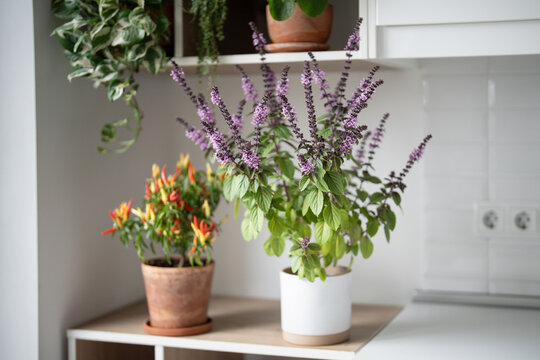 Flowering Thai basil and dwarf chili pepper grow together on apartment shelf, creating decorative aromatic indoor garden with edible herbs, colorful produce and cozy urban gardening atmosphere.