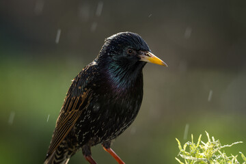 Fototapeta premium closeup of a starling in its winter colors