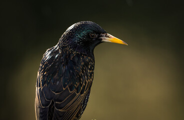 Fototapeta premium closeup of a starling in its winter colors