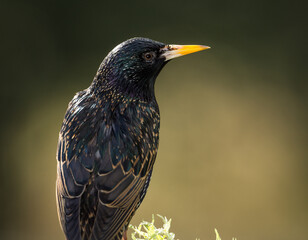 Fototapeta premium closeup of a starling in its winter colors