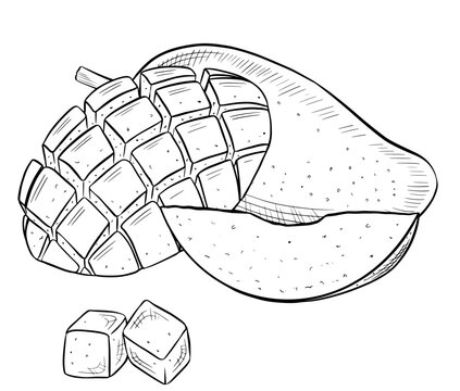 Detailed hand drawn botanical illustrations of fresh ripe whole mango fruit with sliced mango, leaves and flowers. Engraved style set for packaging, menu, grocery, postcards, labels and invitations.