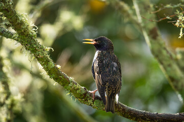 Fototapeta premium closeup of a starling in its winter colors