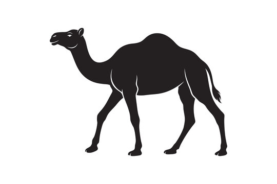 camel in the desert
