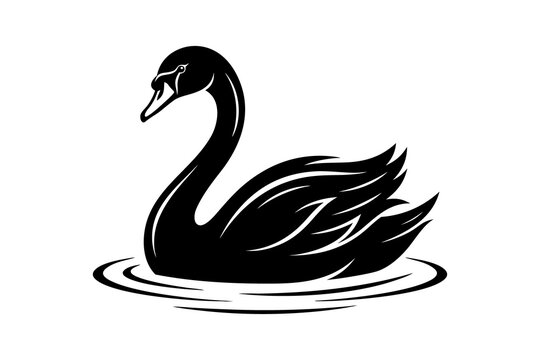 black swan vector