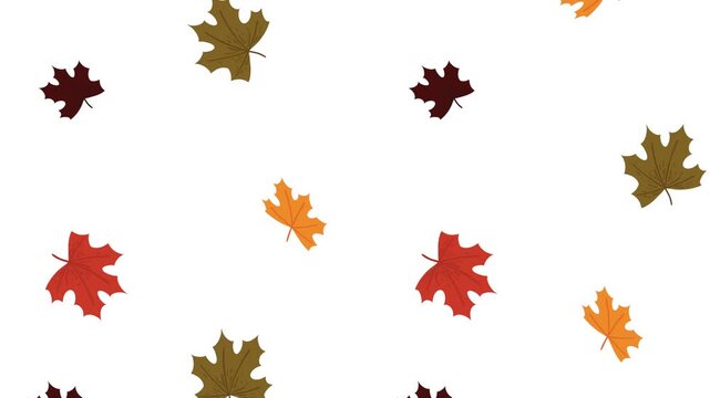 Autumn maple leaves falling down on white background in seamless motion loop for seasonal background.