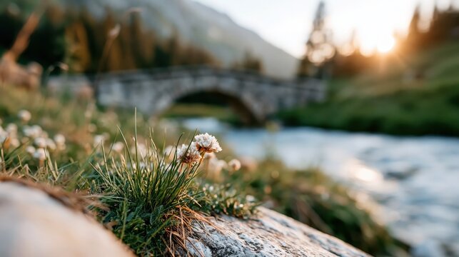 A delicate flower blooming near a charming stone bridge at sunrise, showcasing the beauty of nature and the peacefulness of early morning moments in a picturesque setting.