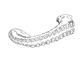 Black line illustration of hand drawn octopus tentacle isolated on white background © Juli_Step