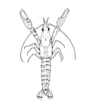 Vector black line illustration of a hand drawn langoustine isolated on white background. Design for seafood restaurant menu, seafood product packaging