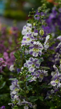 White and Purple Angelonia Flowers Brightening a Summer Garden (Angelonia angustifolia)