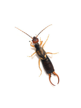 Common earwig male Forficula auricularia with large pincers isolated on white background