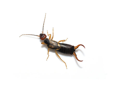 Common earwig male Forficula auricularia with large pincers isolated on white background
