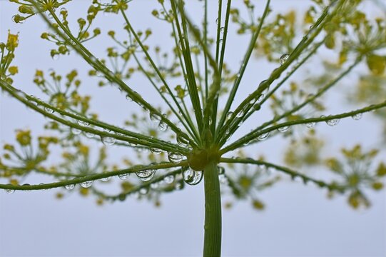 Dill flower umbel with water drops. Flowering Anethum graveolens herb against sky.