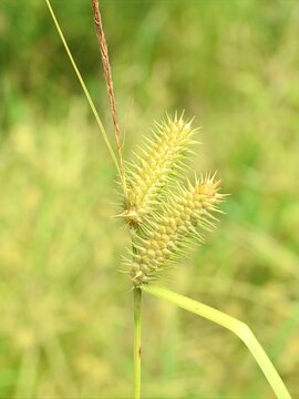 Close-up of Carex lurida sedge grass. Shallow sedge seed heads on green background.