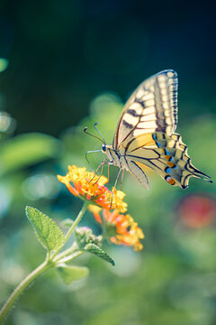 Beautiful summer nature butterfly yellow wildflowers soft green meadow dreamy garden bokeh warm sunlight. Peaceful nature wildlife macro detail. Blooming floral wellbeing scenic wallpaper design art