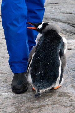 Antarctica, Antarctic Peninsula, on Goudier Island A young Gentoo Penguin pulls on a men's trouser's leg. 