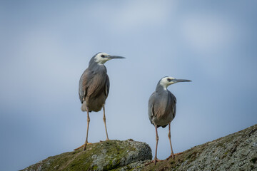 Obraz premium Close up of White faced or blue Heron on rock