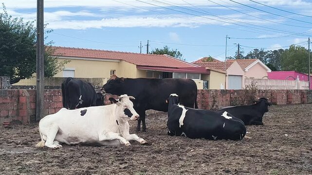 Bull resting in a muddy rural farmyard with a group of cattle lying near traditional countryside houses.