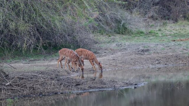 The three Nyala ewes are drinking water.