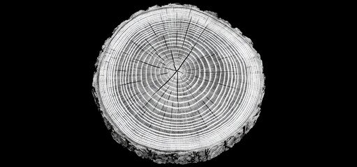 Naklejka premium A close-up view of a tree trunk cross-section showcasing detailed growth rings and natural texture in black and white.
