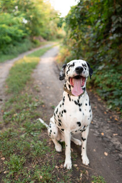 Happy Dalmatian Dog Sitting On Dirt Road Outdoors Portrait