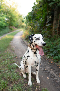 Happy Dalmatian Dog Sitting On Dirt Road Outdoors Portrait