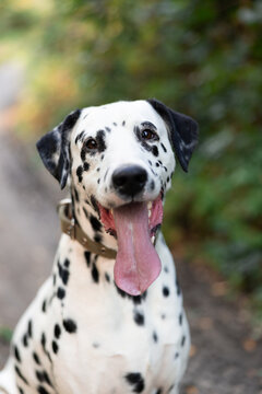 Happy Dalmatian Dog with Long Tongue out Close-Up Outdoor Portrait