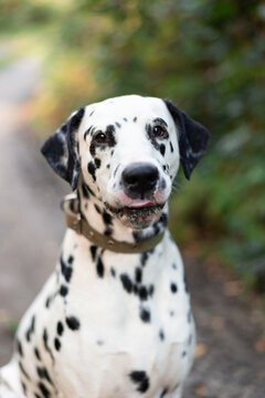 Dalmatian Dog Close-Up Outdoor Portrait Licking Lips