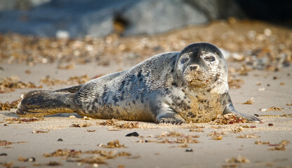 A Few Months Old Young Atlantic Grey Seal Pup, Halichoerus grypus, Laying On A Beach In The Spring Sunshine With Eyes Closed, Horsey Gap Beach, Norfolk UK © Martin