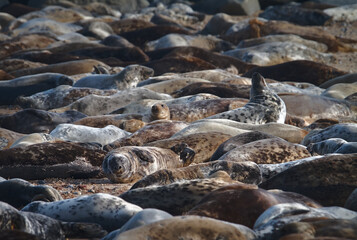 A Colony Of A Large Number Of Atlantic Grey, Gray Seals, Halichoerus grypus, Resting On A Sandy Beach, Horsey Gap,Norfolk UK © Martin