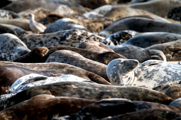 A Colony Of A Large Number Of Atlantic Grey Seals, Halichoerus grypus, Resting On A Sandy Beach, Horsey Gap,Norfolk UK © Martin