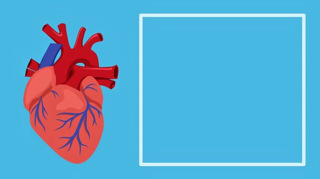 Medical 2D illustration showing an anatomical human heart beside a white border frame on a blue background, perfect for healthcare presentations.