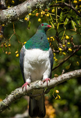 Obraz premium Close up of kererū (Hemiphaga novaeseelandiae), also known as kukupa, New Zealand pigeon or wood pigeon, which is a species of pigeon native to New Zealand, perched in a tree